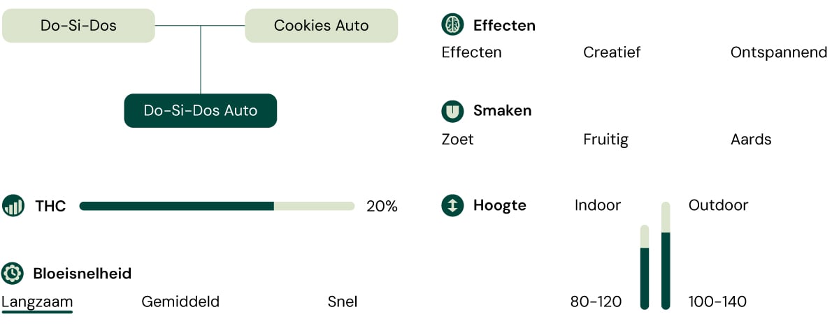 Do-Si-Dos Auto strain grafiek met details over THC-niveaus, smaakprofiel en groeistructuur. Compacte, indica-dominante autoflower met zoete en aardse aroma's.