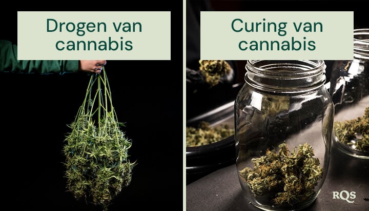 Vergelijking van de droog- en uithardingsprocessen van cannabis: links vers geoogste cannabisplanten die klaar zijn om te worden opgehangen om te drogen; rechts getrimde toppen opgeslagen in glazen potten voor een correcte uitharding en bewaring.