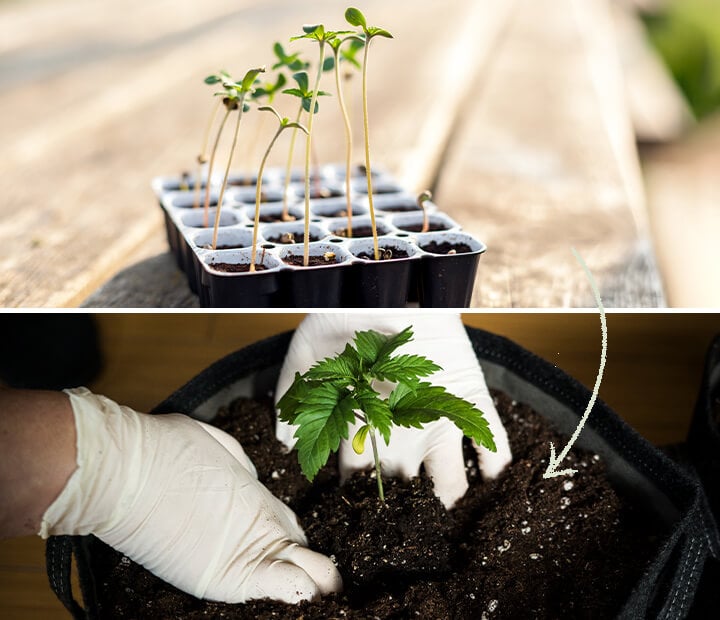 Een weergave van Easy Start-germinationcontainers die zijn ontworpen voor feminized cannabiszaden van RQS, waarbij hun rol in het ondersteunen van een gezonde groei van zaailingen en het belang van tijdig verplanten wordt benadrukt.