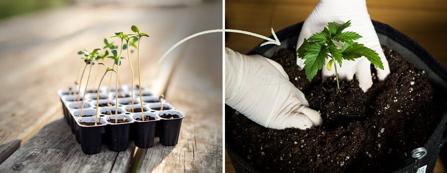 Een weergave van Easy Start-germinationcontainers die zijn ontworpen voor feminized cannabiszaden van RQS, waarbij hun rol in het ondersteunen van een gezonde groei van zaailingen en het belang van tijdig verplanten wordt benadrukt.