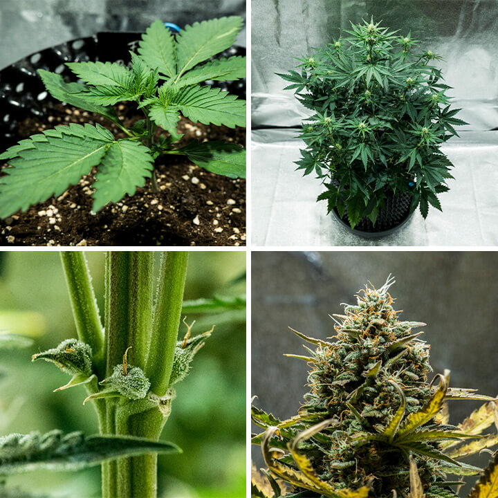 Collage van de Fat Banana Auto cannabissoort van Royal Queen Seeds. Deze autoflower biedt een hoog THC-gehalte, zoete bananen- en aardse smaken, groeit tot 70 cm en levert 450 g/m² in 7–8 weken.