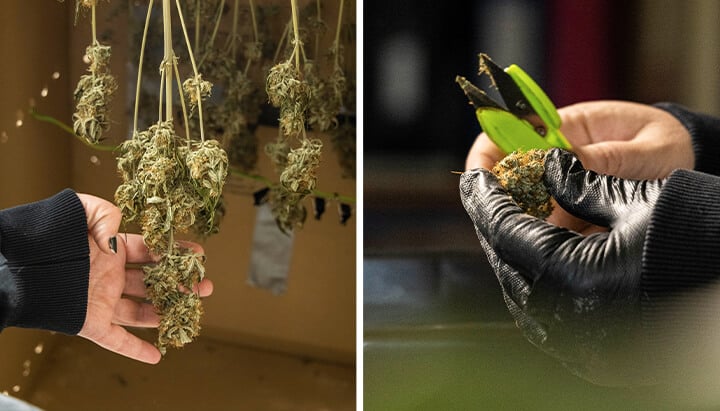 Twee afbeeldingen die de verwerking van cannabis tonen. Links onderzoekt een hand drogende cannabis toppen die aan stelen hangen. Rechts gebruiken handschoenige handen een schaar om een cannabis top te trimmen.