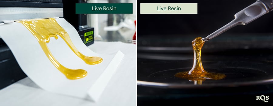 Vergelijking van live rosin en live resin, met twee afbeeldingen naast elkaar. Links wordt gouden live rosin uitgespreid op papier. Rechts wordt live resin opgetild met een gereedschap dat de glanzende textuur laat zien.