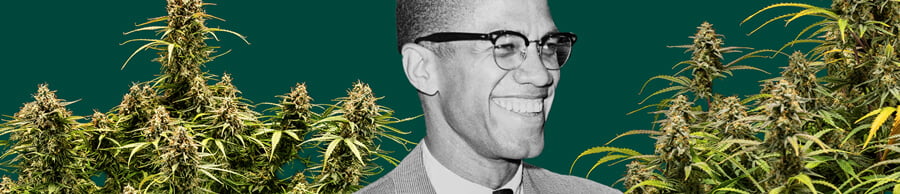 Een gedetailleerd portret van Malcolm X tegen een diepgroene achtergrond, omringd door weelderige cannabisplanten met dikke, harsachtige toppen.