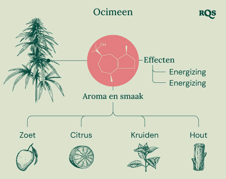 Diagram van de kenmerken van het ocimeen-terpeen dat in cannabis voorkomt, met nadruk op de energieke en opbeurende effecten. De afbeelding toont ook het aroma- en smaakprofiel, waaronder zoete, citrusachtige, kruidige en houtachtige tonen.