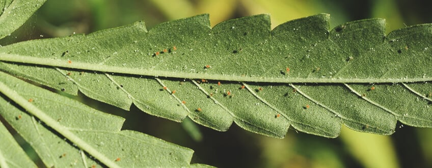 Choose the Right Weapon Against the Right Pest