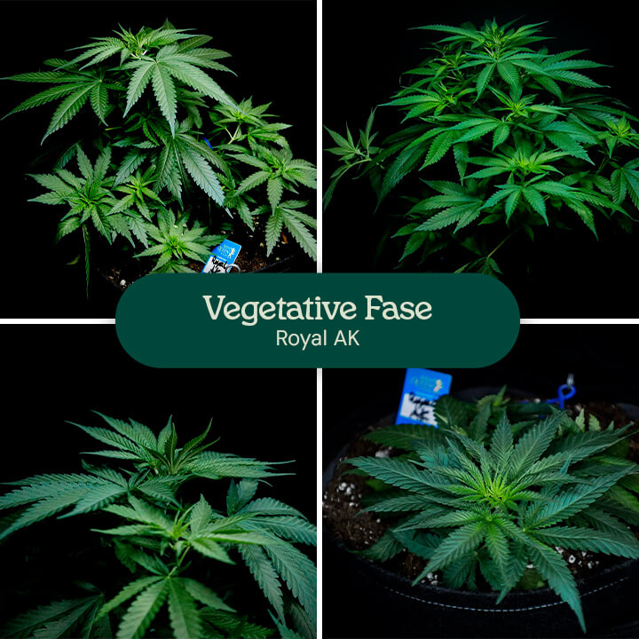 Royal AK Vegetative