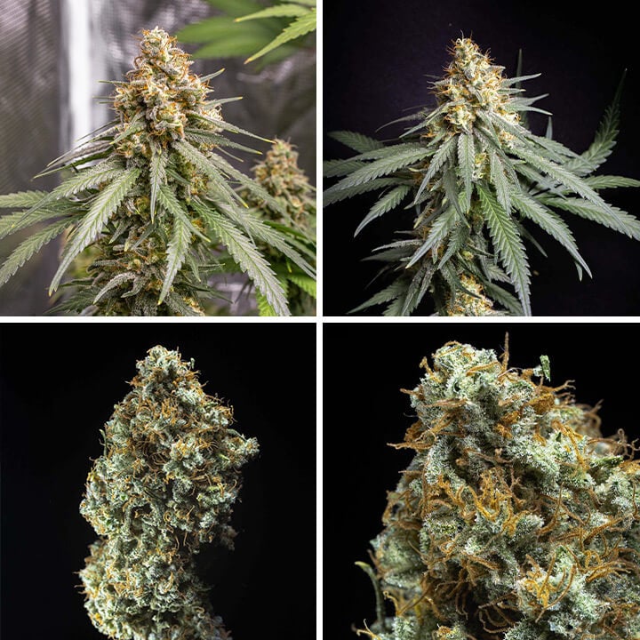 Shining Silver Haze, een cannabissoort, hoogrenderend voor binnenteelt. Gekweekt uit Haze, Skunk en Northern Light voor gebalanceerde potentie en opbrengst.