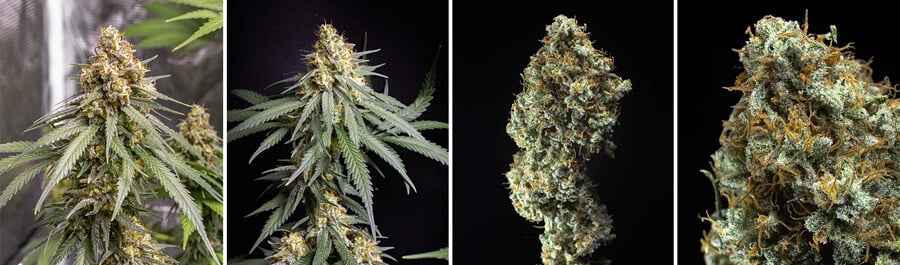 Shining Silver Haze, een cannabissoort, hoogrenderend voor binnenteelt. Gekweekt uit Haze, Skunk en Northern Light voor gebalanceerde potentie en opbrengst.