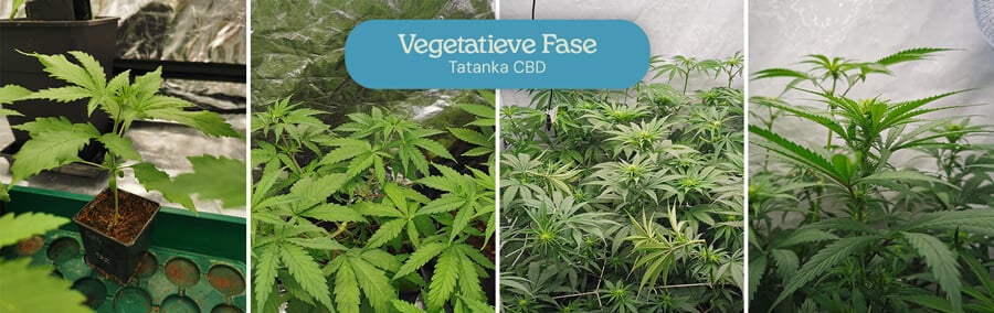 Collage van vier afbeeldingen die de vegetatieve fase van Tatanka CBD-planten tonen: een klein zaailing, een grotere plant met bladeren, een groep in een kweektent en een close-up met vormende bloemblaadjes.