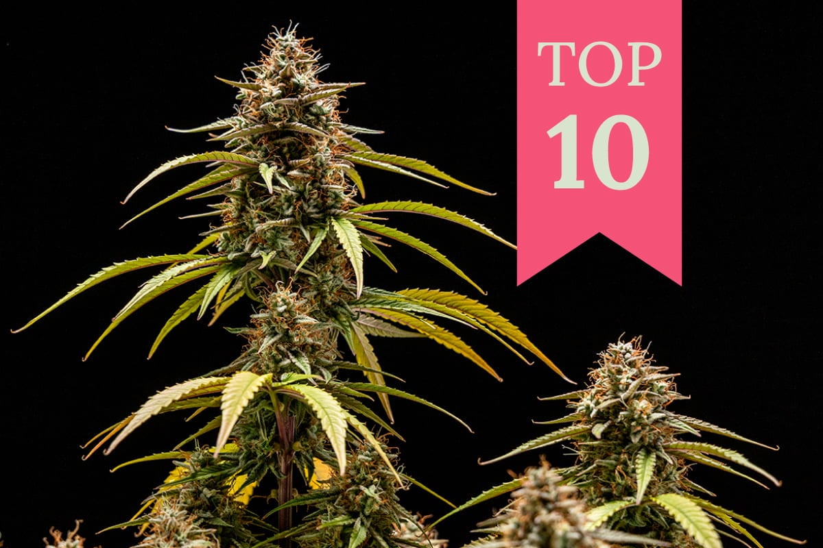 Een close-up foto van een cannabisplant met een roze lint waarop "TOP 10" staat.