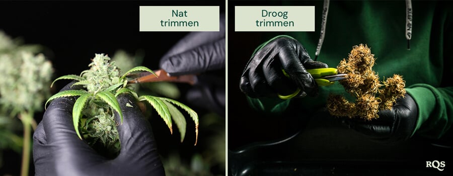 Vergelijking van nat en droog trimmen van cannabis. Links wordt nat trimmen direct na de oogst uitgevoerd, waardoor het verwijderen van bladeren gemakkelijker wordt. Rechts wordt droog trimmen na het drogen gedaan, wat de uitharding en het behoud van terpenen verbetert.