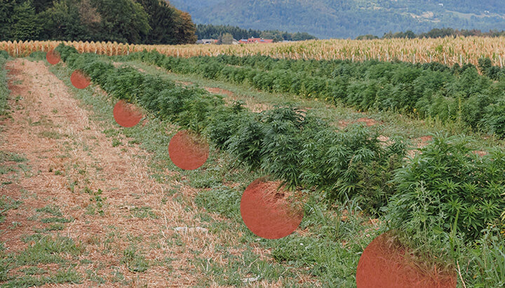 Rijen cannabisplanten die groeien in een open veld, met zichtbare kale grond ertussen. Heuvels en bomen op de achtergrond.