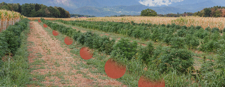 Rijen cannabisplanten die groeien in een open veld, met zichtbare kale grond ertussen. Heuvels en bomen op de achtergrond.