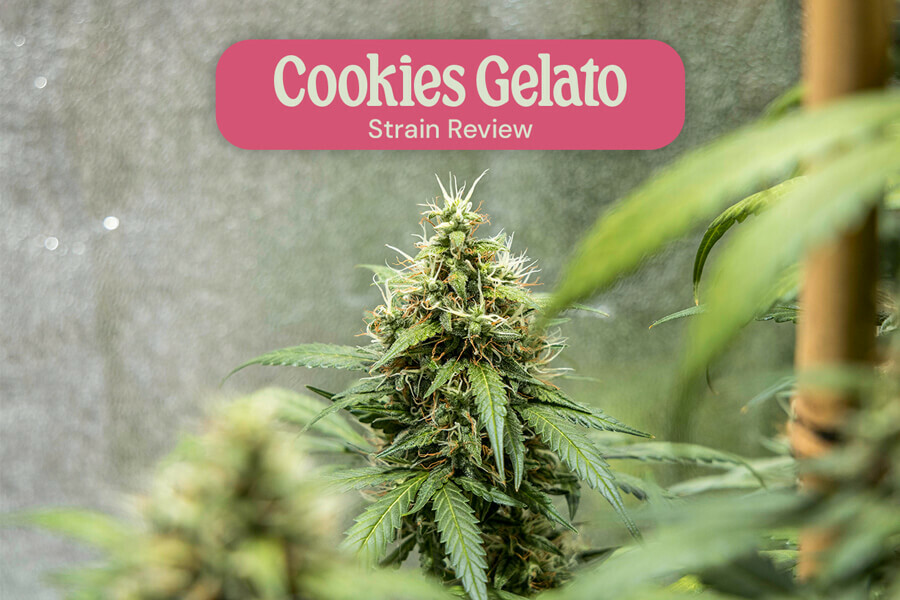 Cookies Gelato strain review