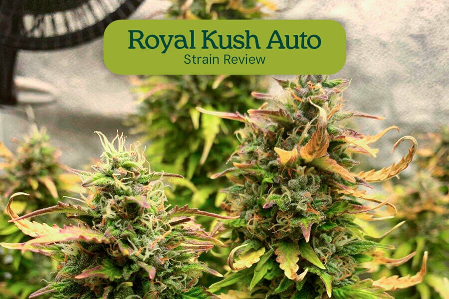 Royal Kush Auto strain review