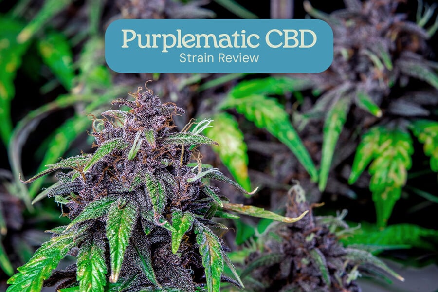 Purplematic CBD strain review