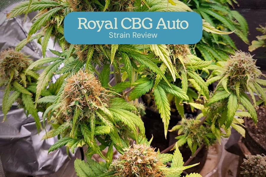 Royal CBG Auto strain review