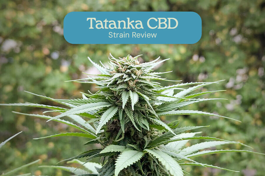 Tatanka Pure CBD strain review