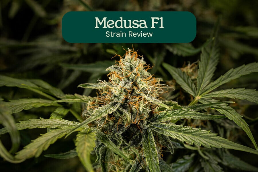 Medusa F1-hybride review