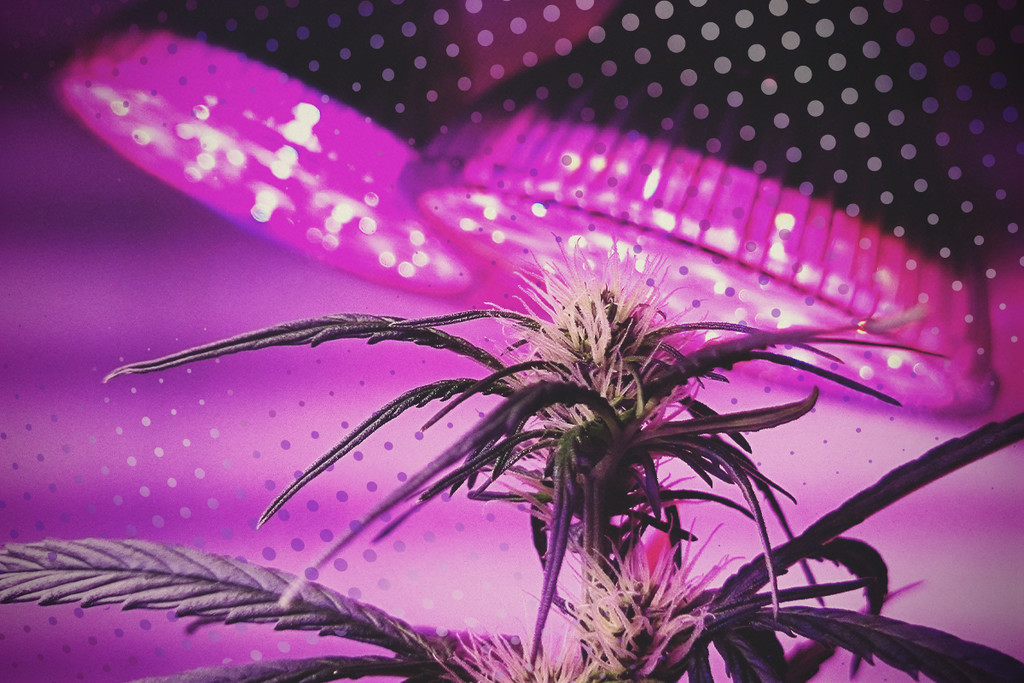 lepel Druppelen Bederven Haal het meeste uit je LEDs: 5 tips voor het kweken van cannabis met LED -  RQS Blog