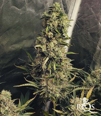 Royal Critical Auto Royal Critical Auto